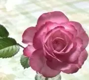 凪の画像