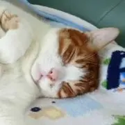Vivianの画像