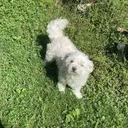 にくの画像