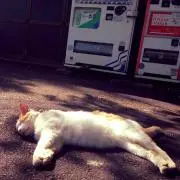 いんこの画像