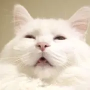 みーとの画像