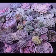 桜雨の画像
