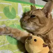 きなの画像