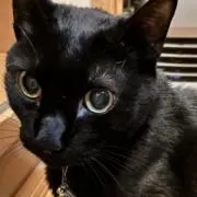 ややまるの画像