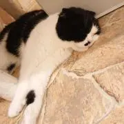 つばき
