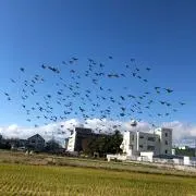 ひまわりの画像