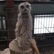 ぽんた