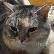 まいまいの画像