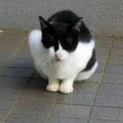 てむたろう　値段交渉OKの画像