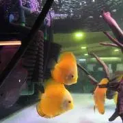 airu☆プロフ必読