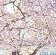 ゆんの画像