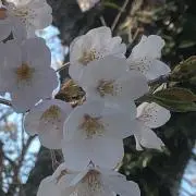 すなぎも