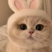 きゃべつの画像