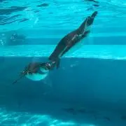 ファム