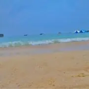 細目カワウソの画像