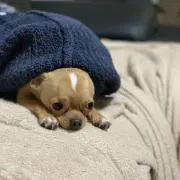 涼詩