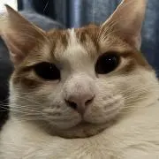 にゃんにゃんの画像