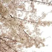ishiiの画像