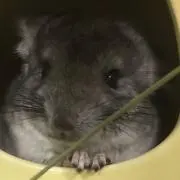 チラチーノ