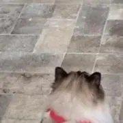 すんの画像