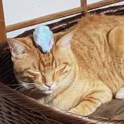 ちゃんみほ　プロフ読んでね(*^^*)の画像