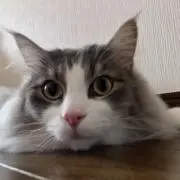 エブリィ
