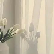 はなの画像