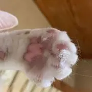 ひよこ