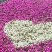 ゆききʕ·ᴥ·ʔの画像