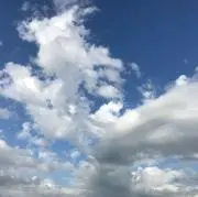 さくらの画像