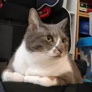 くーしの画像