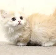 にゃんこの画像