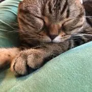 ぽてとの画像