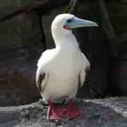 kabo