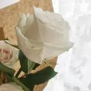 まあこの画像