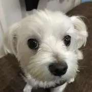 ゆうの画像