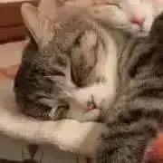きてぃちゃん♡stone♡お米♡の画像