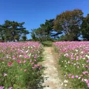 サーチの画像