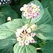 どど