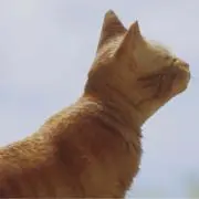 シナモンライムの画像