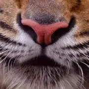 寅●コンビニ払い→購入前にコメント下さいの画像