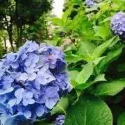 Aの画像
