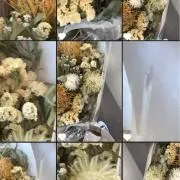 おもち