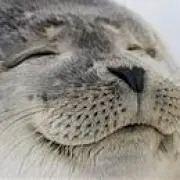 トリタの画像