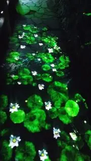 ℳ.✩.即購入⭕の画像