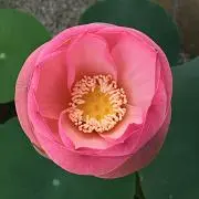 ネオ