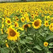 玲花の画像