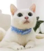 Panimamaの画像