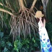 ☆の画像