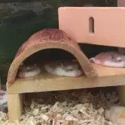 なぴの画像